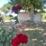 De La Cave Charme Provençal Avec Jardin à Appartamento Aigues-Mortes