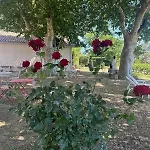 De La Cave Charme Provençal Avec Jardin à * Aigues-Mortes