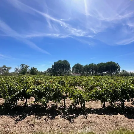 Appartamento De La Cave Charme Provençal Avec Jardin à Aigues-Mortes