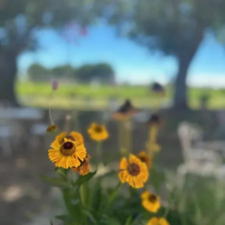 Appartamento De La Cave Charme Provençal Avec Jardin à Aigues-Mortes